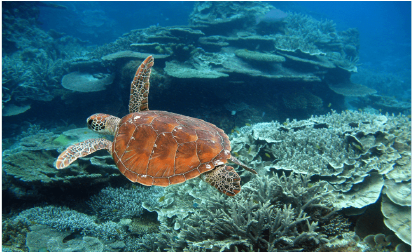 Screenshot of the Indigenous participation in monitoring megafauna within the Reef 2050 Integrated Monitoring and Reporting Program