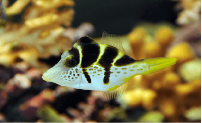 Side profile of a mimic filefish