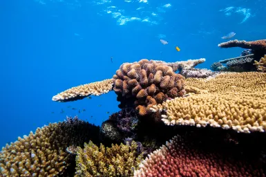 Underwater photograph of a colourful reefscape