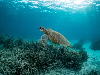 Underwater image of marine turtle.