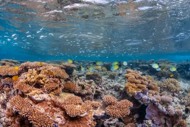Underwater image of colourful reefscape