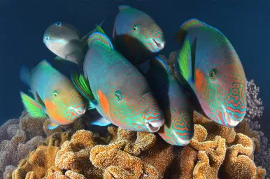 Underwater image of a group of fish