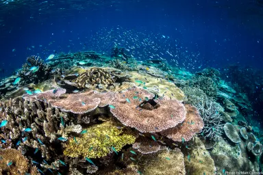 Underwater image of colourful reefscape