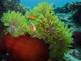Underwater image of fish and anemone 