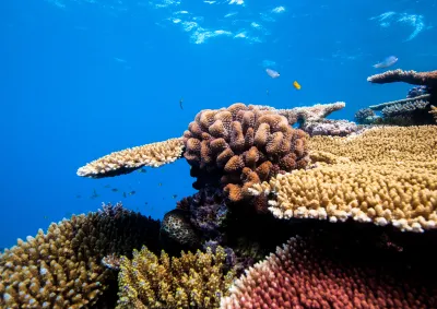 Underwater photograph of a colourful reefscape