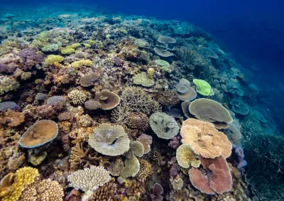 Underwater image of colourful reefscape.