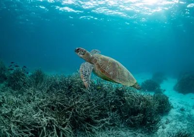 Underwater image of marine turtle.