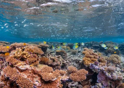 Underwater image of colourful reefscape 