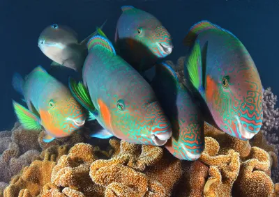 Underwater image of a group of fish