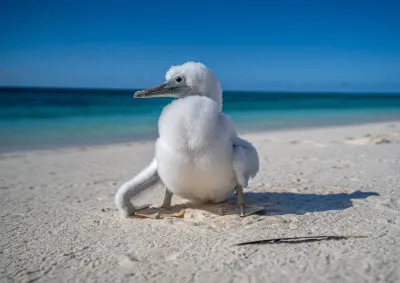 Image of a white fluffy chick on a beach.
