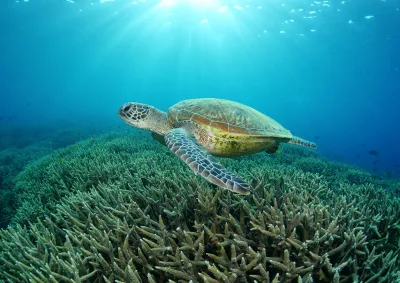 Underwater image of marine turtle
