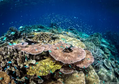 Underwater image of colourful reefscape 