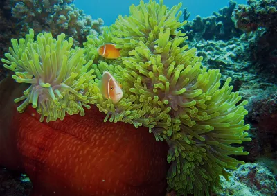 Underwater image of fish and anemone